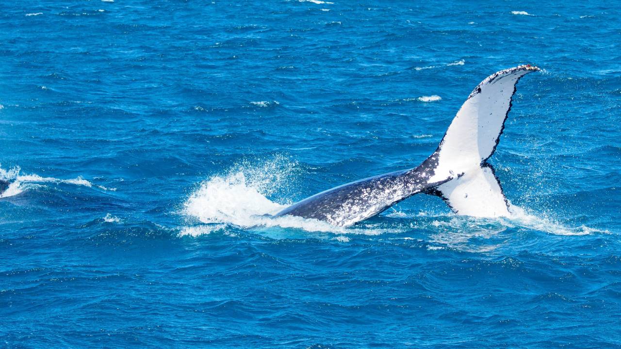 Aleta caudal de una ballena sobre el mar