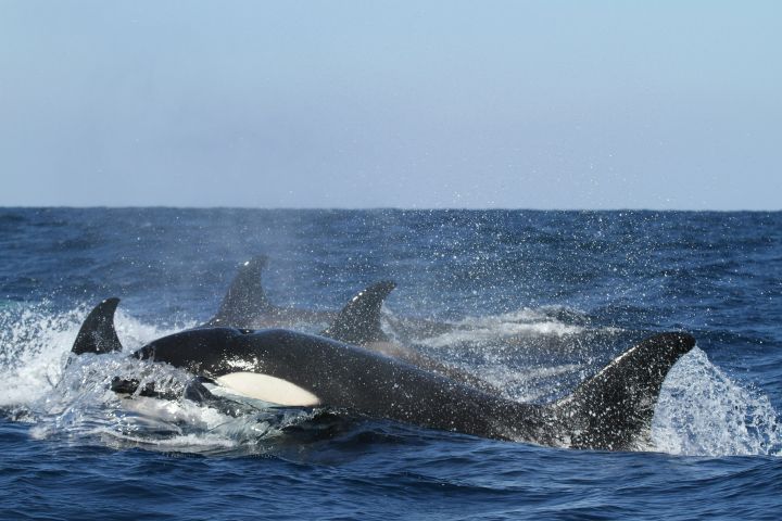 Orcas en las aguas del Golfo de California