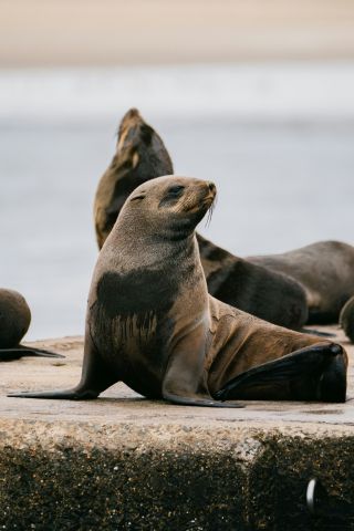 Encuentros con lobos marinos