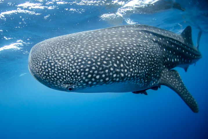 Tiburón ballena bajo la superficie