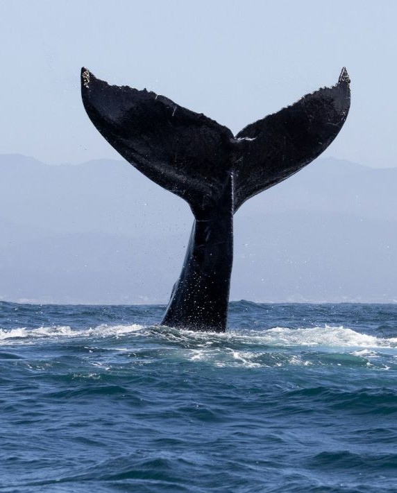 Cola de ballena